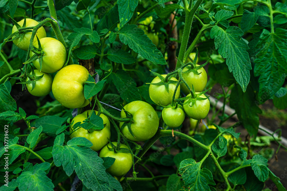 Tomato plants in greenhouse Green tomatoes plantation. Organic farming, young tomato cluster plants growth in greenhouse. for publication, poster, screensaver, wallpaper, postcard unripe Tomato plants in greenhouse Green tomatoes plantation. Organic farming, young tomato cluster plants growth in greenhouse. for publication, poster, screensaver, wallpaper, postcard unripe