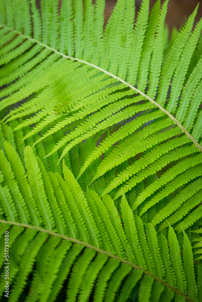 Beautiful fern leaf texture in nature. Natural ferns background Fern leaves Close up ferns nature. Fern plants in forest Background of the ferns Nature concept. Green ferns nature. Natural floral fern Beautiful fern leaf texture in nature. Natural ferns background Fern leaves Close up ferns nature. Fern plants in forest Background of the ferns Nature concept. Green ferns nature. Natural floral fern