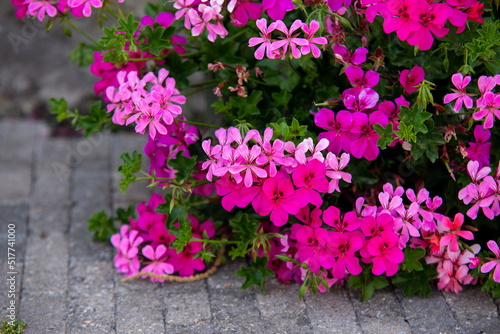 Pink geranium flowers. Sunlight. Beautiful little flower of Geranium. Geranium Peltatum.