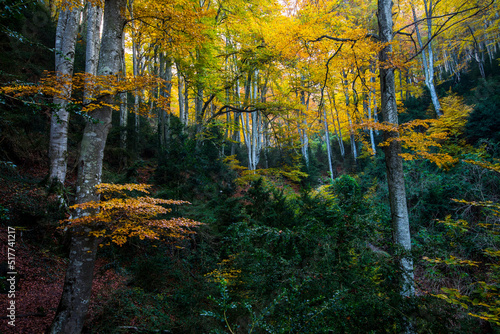 Autumn la Grevolosa forest, Osona, Barcelona, Spain