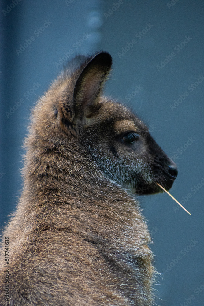 Naklejka premium Wallaby looking to the right with a piece of straw in its mouth performing a James Dean impression
