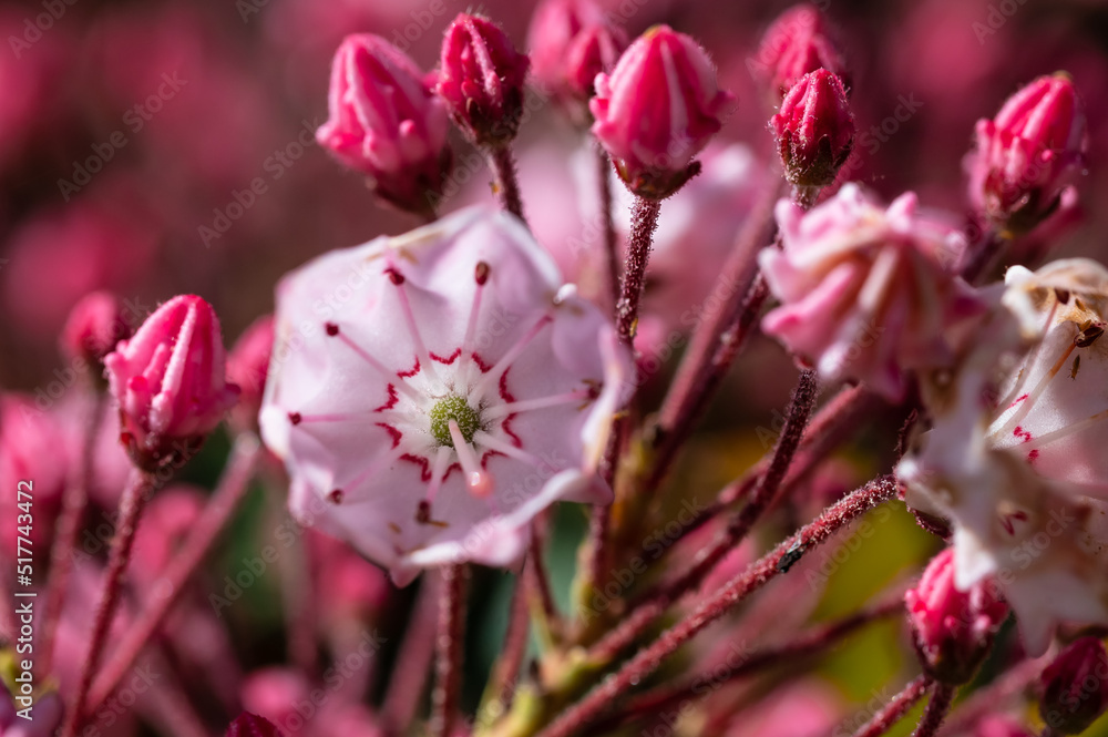Mountain Laurel Blooming in the Appalachian Spring Mountain Laurel Blooming in the Appalachian Spring