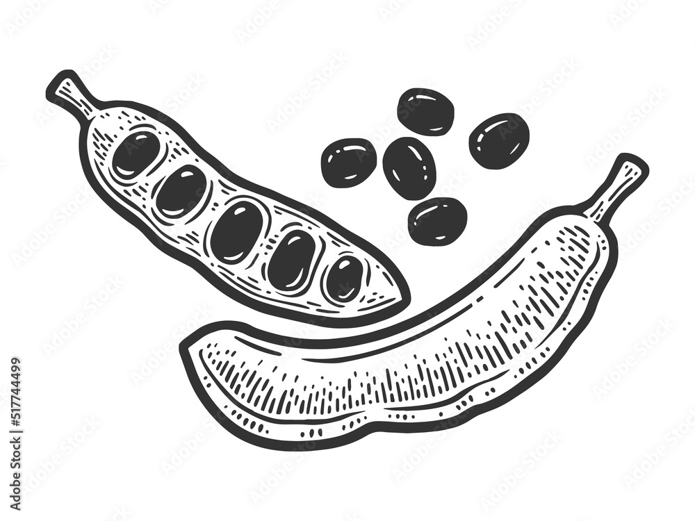 Carob carat tree ripe fruit pods sketch engraving vector illustration. T-shirt apparel print design. Scratch board imitation. Black and white hand drawn image. Carob carat tree ripe fruit pods sketch engraving vector illustration. T-shirt apparel print design. Scratch board imitation. Black and white hand drawn image.
