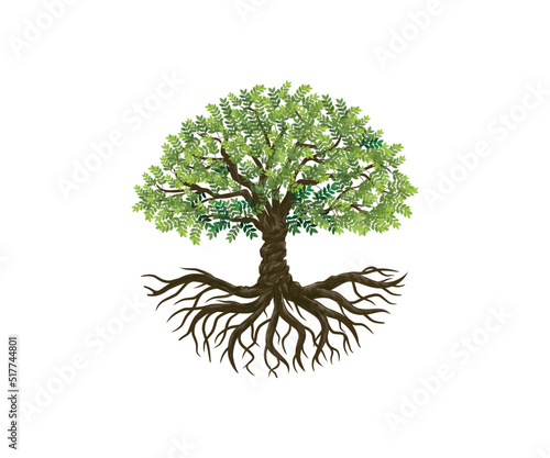 olive tree vector, circle tree logo. plant and roots illustration.