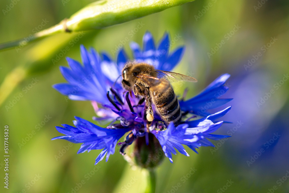 organic food and summertime, bee collecting honey from cornflowers or bachelors button organic food and summertime, bee collecting honey from cornflowers or bachelors button