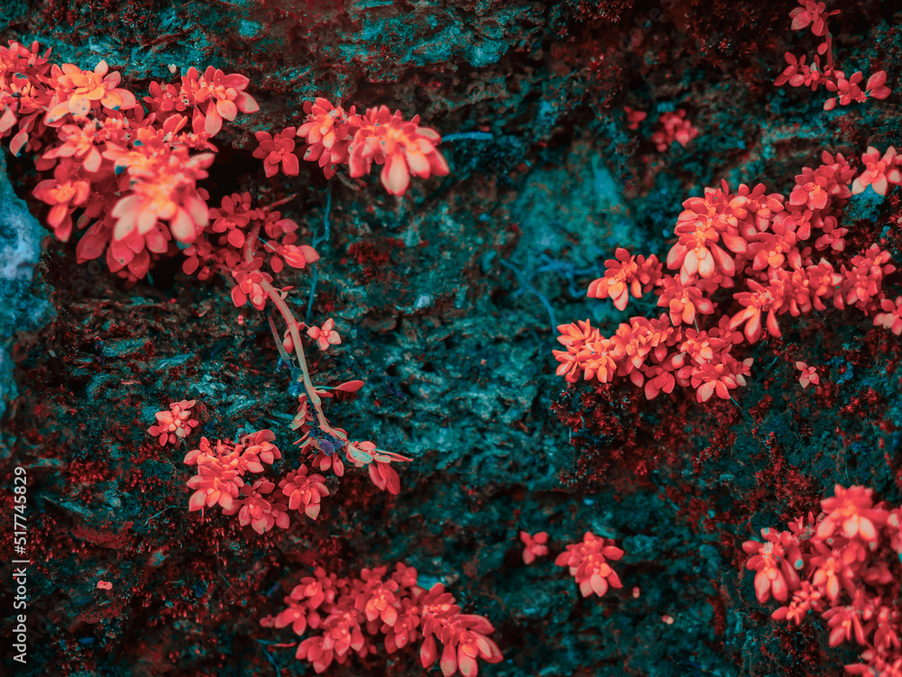 Color adjusted moss and plants growing on the ancient walls of the Castillo de San Marcos National Monument, St. Augustine, Florida. Color adjusted moss and plants growing on the ancient walls of the Castillo de San Marcos National Monument, St. Augustine, Florida.