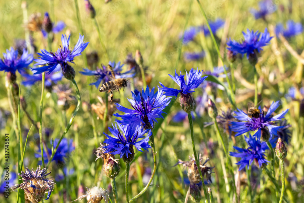 organic food and summertime, bee is going to collect honey on a field of cornflowers organic food and summertime, bee is going to collect honey on a field of cornflowers