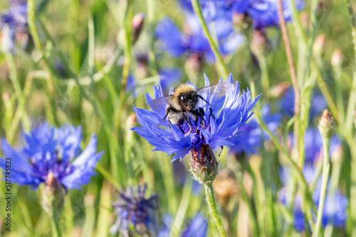 organic food and summertime, face of a bee collecting honey from cornflowers or bachelors button