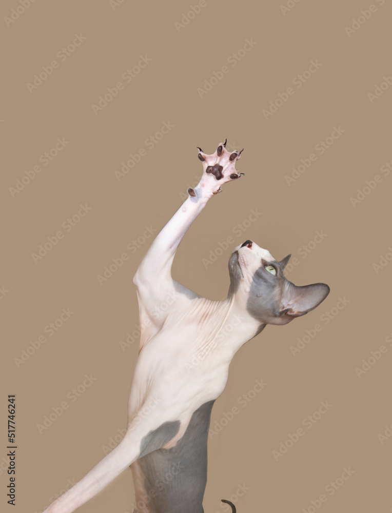 Portrait sphynx cat playing with its paws. Isolated on beige backgorund