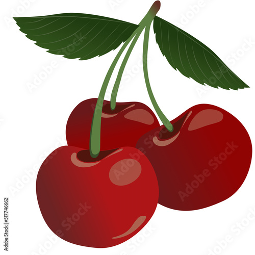 Branch of red cherries vector