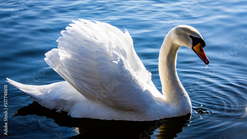 Fotografia swan on the water