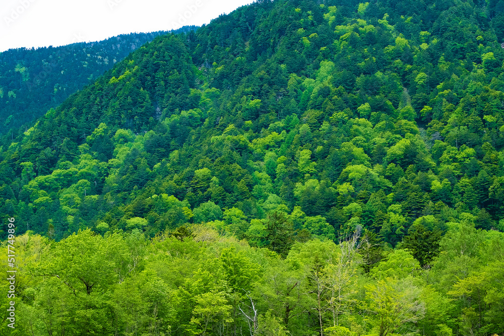 新緑のヤナギと山の色、上高地6月