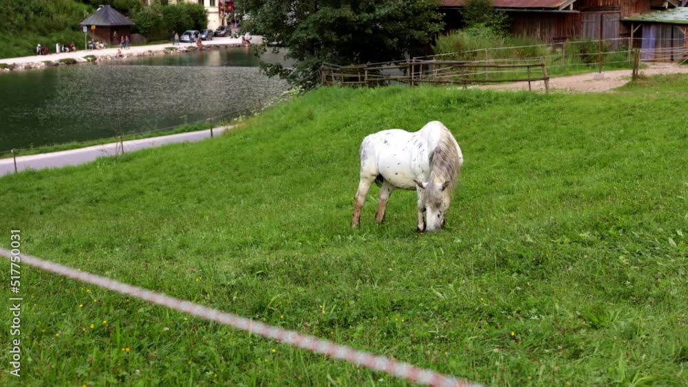 Horse in a paddock. eat green grass. wild horses. near the river. alpine horse. Beautiful horses graze, nibble grass on a picturesque spring meadow Horse in a paddock. eat green grass. wild horses. near the river. alpine horse. Beautiful horses graze, nibble grass on a picturesque spring meadow
