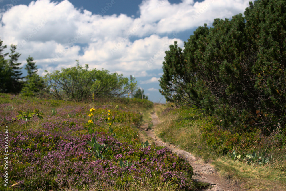 Réserve Naturelle de Tanet-Gazon du Faing - Vosges - France Réserve Naturelle de Tanet-Gazon du Faing - Vosges - France
