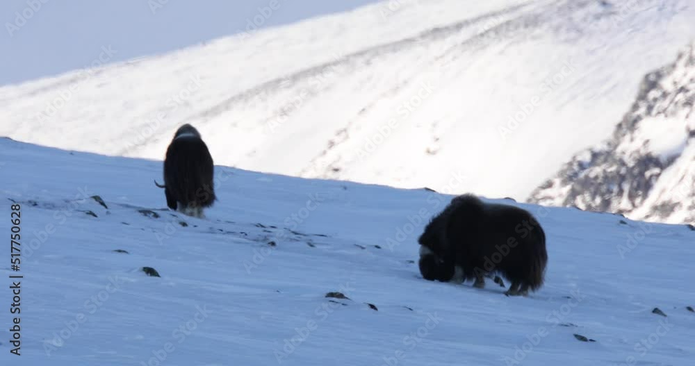 Musk Ox in Dovrefjell National Park, Norway Musk Ox in Dovrefjell National Park, Norway