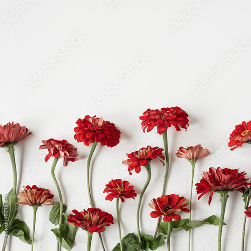 Gerbera daisy flowers pattern on white background. Flat lay  top view minimalist floral texture