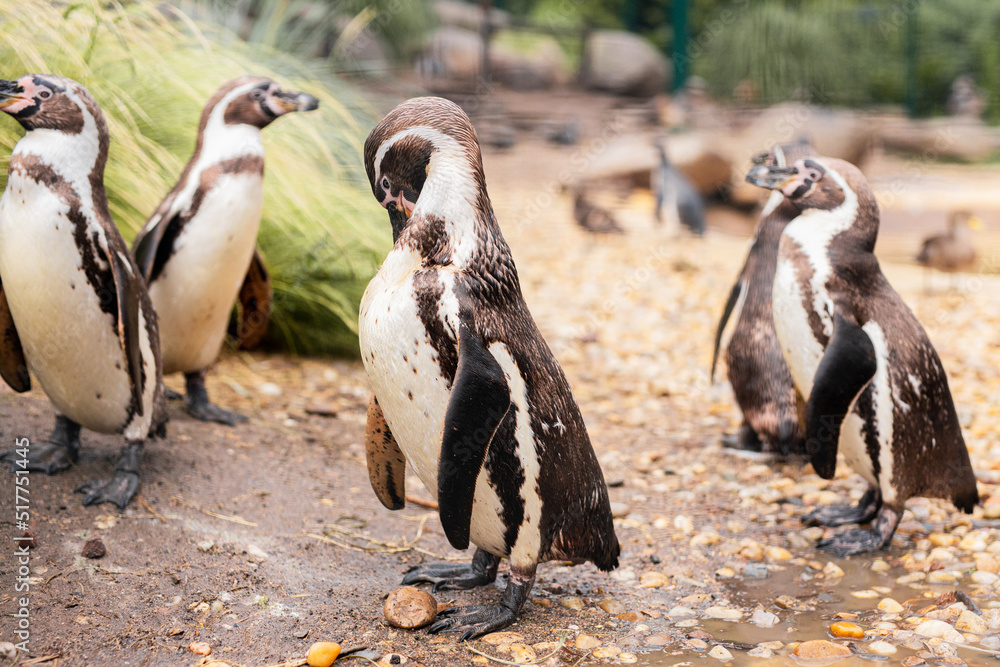 Obraz premium penguins on the rocks