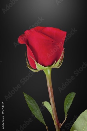 Fototapeta Naklejka Na Ścianę i Meble -  Beautiful fresh red rose flower details