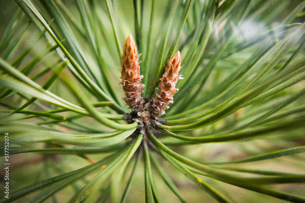 Pine needles close-up in the forest Pine needles close-up in the forest