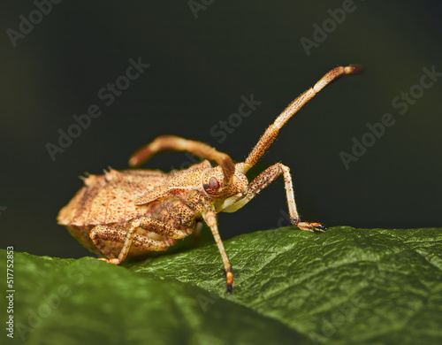 Coreus marginatus, dock bug from the Coreidae family on a green leaf © Rafa