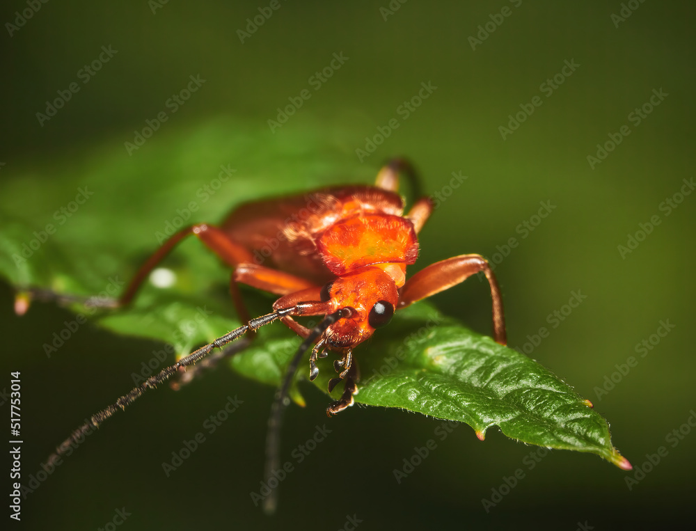 Common red soldier beetle or bloodsucker beetle (Rhagonycha fulva) on a green leaf Common red soldier beetle or bloodsucker beetle (Rhagonycha fulva) on a green leaf