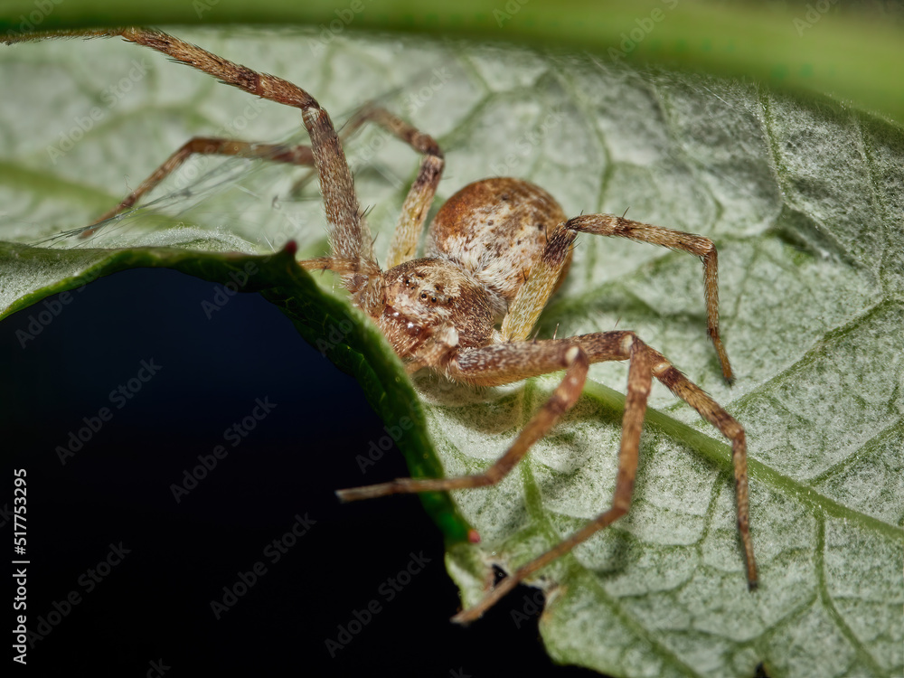 Philodromus aureolus on a backside of a green leaf Philodromus aureolus on a backside of a green leaf