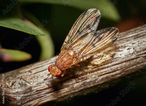 Drosophila Melanogaster male fruit fly on a branch photo