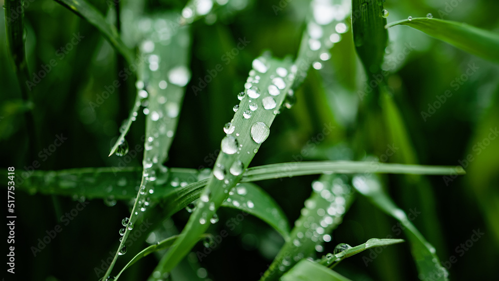 Rain drops on green grass. Fresh morning dew on spring grass. natural background close up macro with shallow DOF