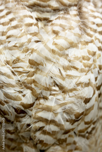 Barn Owl Feather Closeup