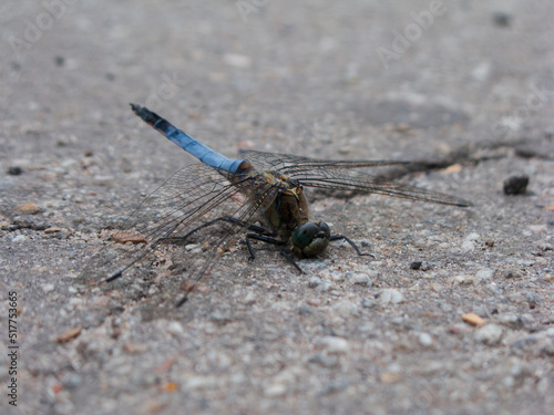 Photo of a blue dragonfly © Boris