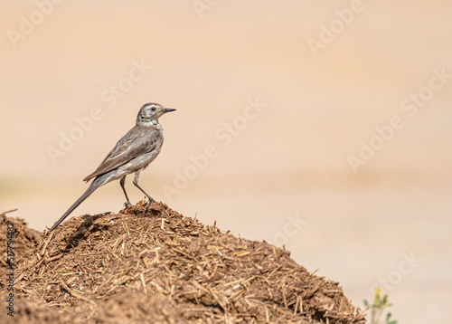 A white wagtail on a cow dung