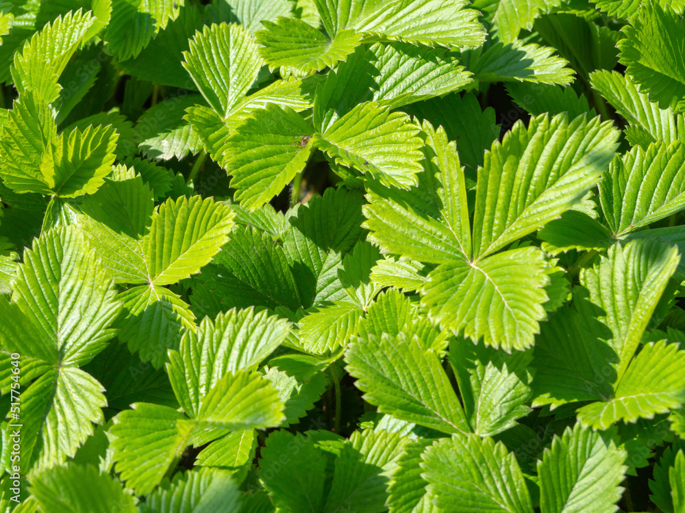 Thickets of green juicy strawberry leaves in the garden. Green natural background with green strawberry leaves Thickets of green juicy strawberry leaves in the garden. Green natural background with green strawberry leaves