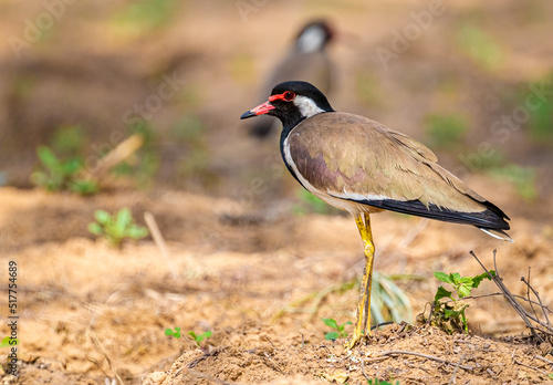 A Red wattled Lapwing in a field