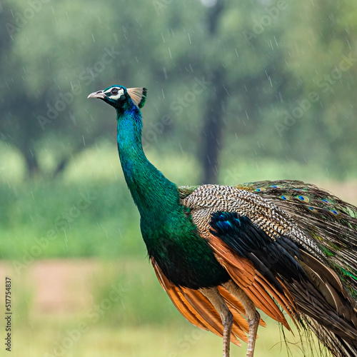 A peacock in a rain dancing photo