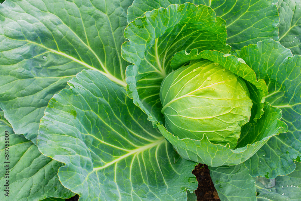 Obraz premium Head of cabbage on the field. Fresh ground-cabbage close-up. Organic cabbage from the farm. Growing healthy vegetables