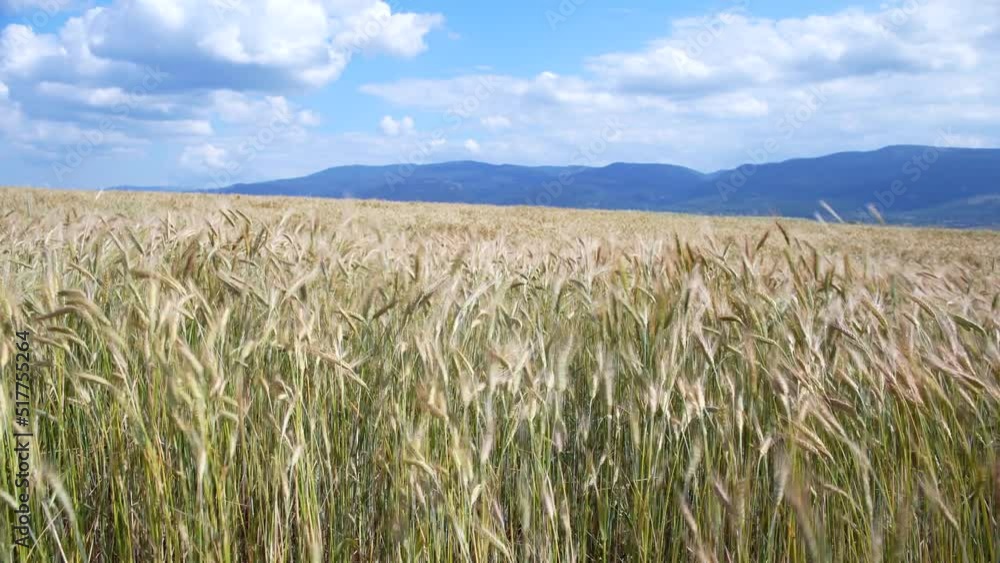 Wheat field, ears of wheat swaying in the wind Wheat field, ears of wheat swaying in the wind