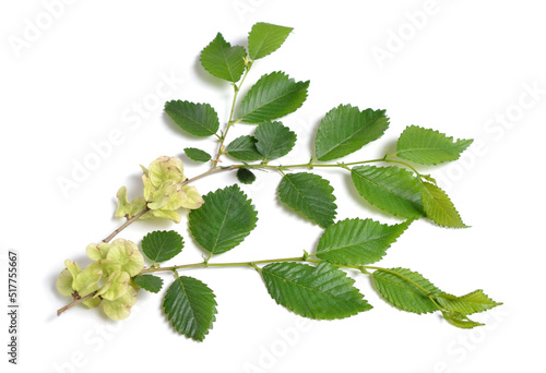 Wych elm, Ulmus glabra leaves and seeds. Isolated