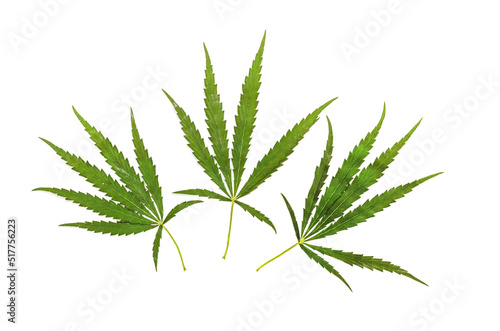 Three leaves of food cannabis isolated on white background