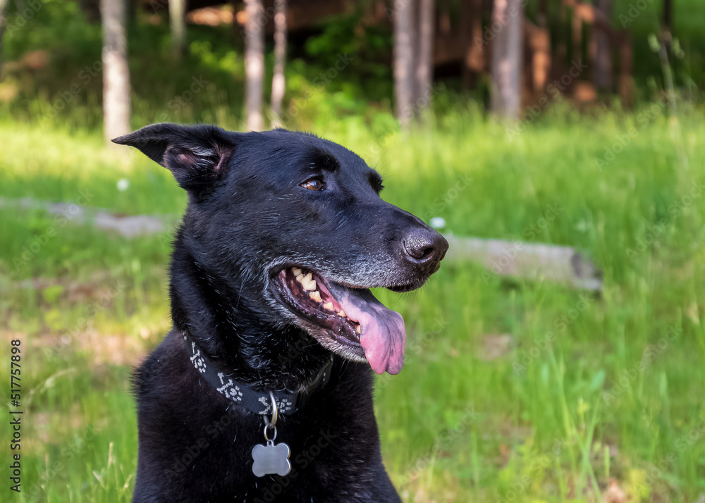 Black German Shepherd mixed-breed, aging dog