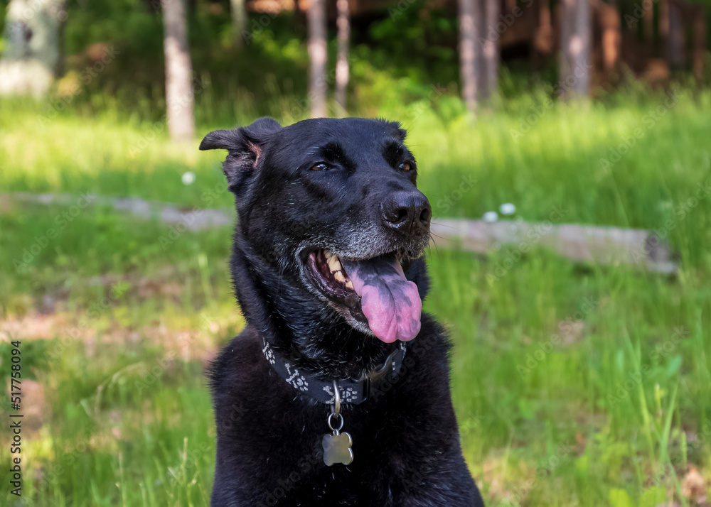 Aging black shepherd mixed breed dog looking happy with speckled tongue out Aging black shepherd mixed breed dog looking happy with speckled tongue out