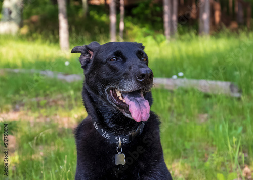 Aging black shepherd mixed breed dog looking happy with speckled tongue out