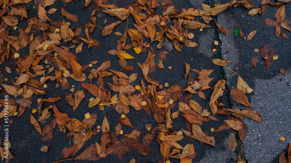 autumn leaves on the asphalt. a top view autumn background. orange leaves of trees falling to the ground