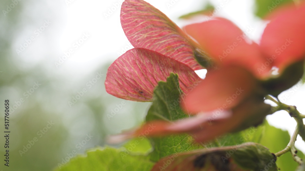 Leaves nature background forest garden Leaves nature background forest garden