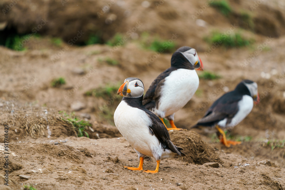 The Atlantic puffins (Fratercula arctica) on Skomer Island, Wales The Atlantic puffins (Fratercula arctica) on Skomer Island, Wales
