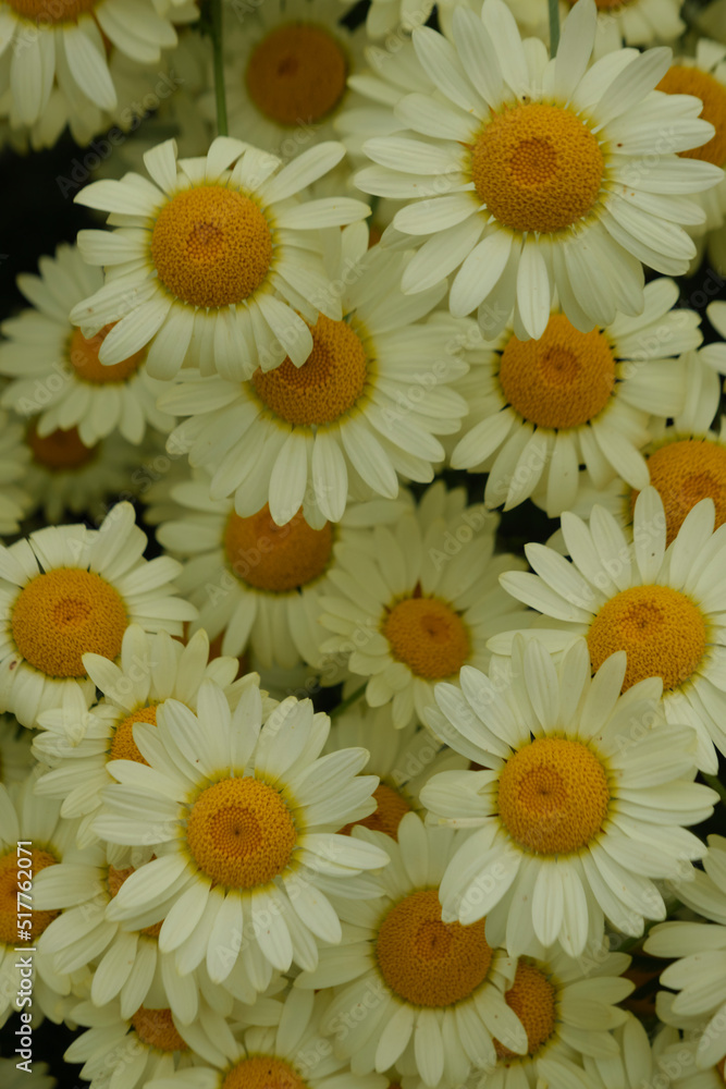 Fototapeta premium bouquet of daisies