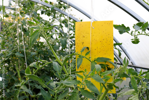 Trap for catching harmful insects with a sticky layer in a greenhouse among seedlings of tomato plants.