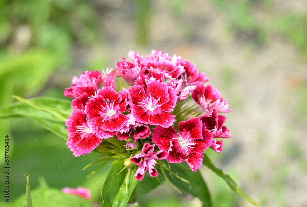 Sweet William or Dianthus barbatus flower is a flowering plant in the garde Sweet William or Dianthus barbatus flower is a flowering plant in the garde