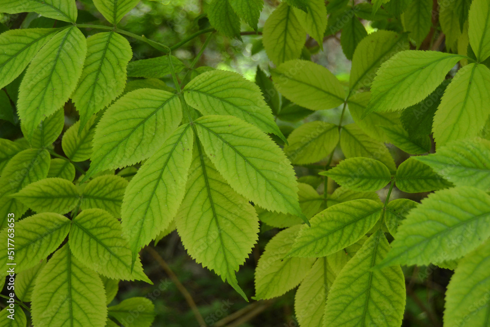 Beautiful green leaves closeup in the morning Beautiful green leaves closeup in the morning