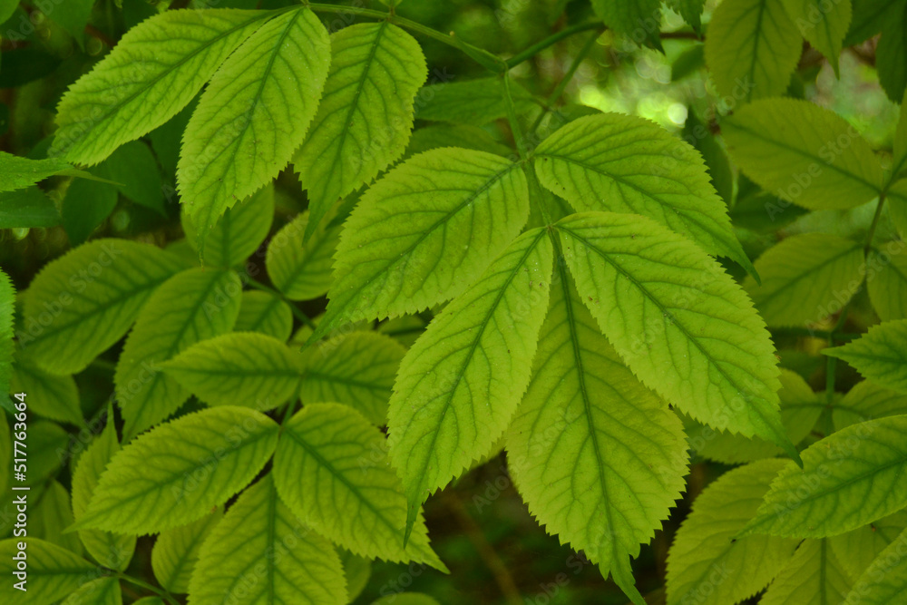 Beautiful green leaves closeup in the morning Beautiful green leaves closeup in the morning