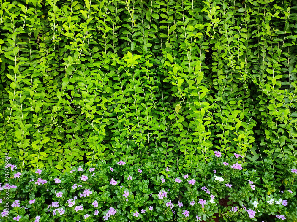 Leaf and flowers background 